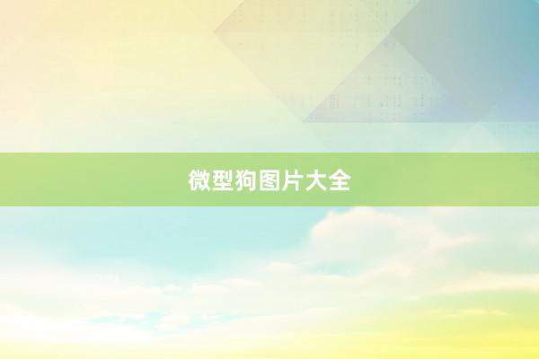微型狗图片大全